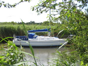 Yacht viewed through bulrushes