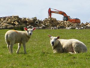 Sheep in front of a quarry equipment.